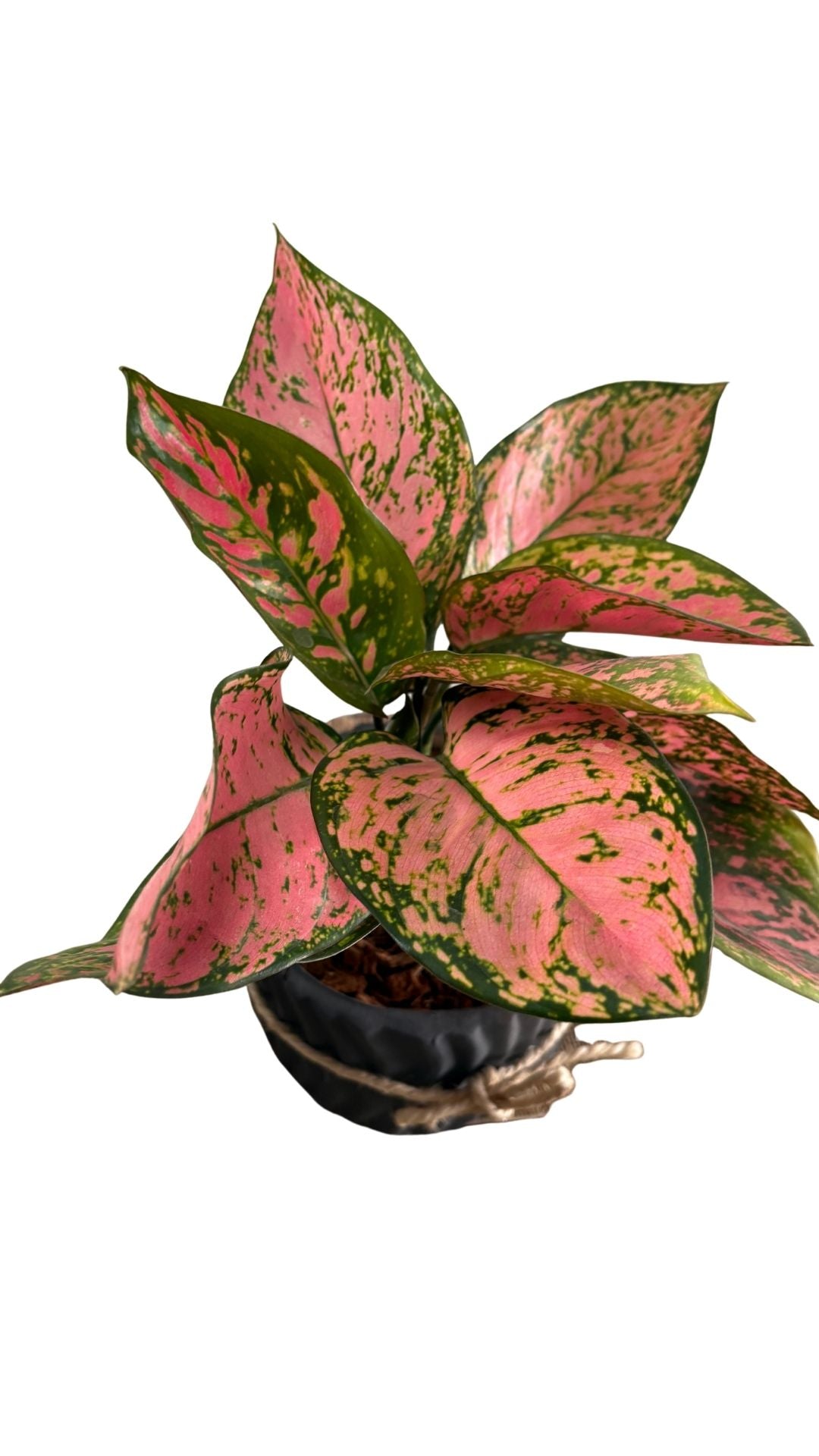 Matera Cebrada Mediana + Adelonema / Rey de corazones