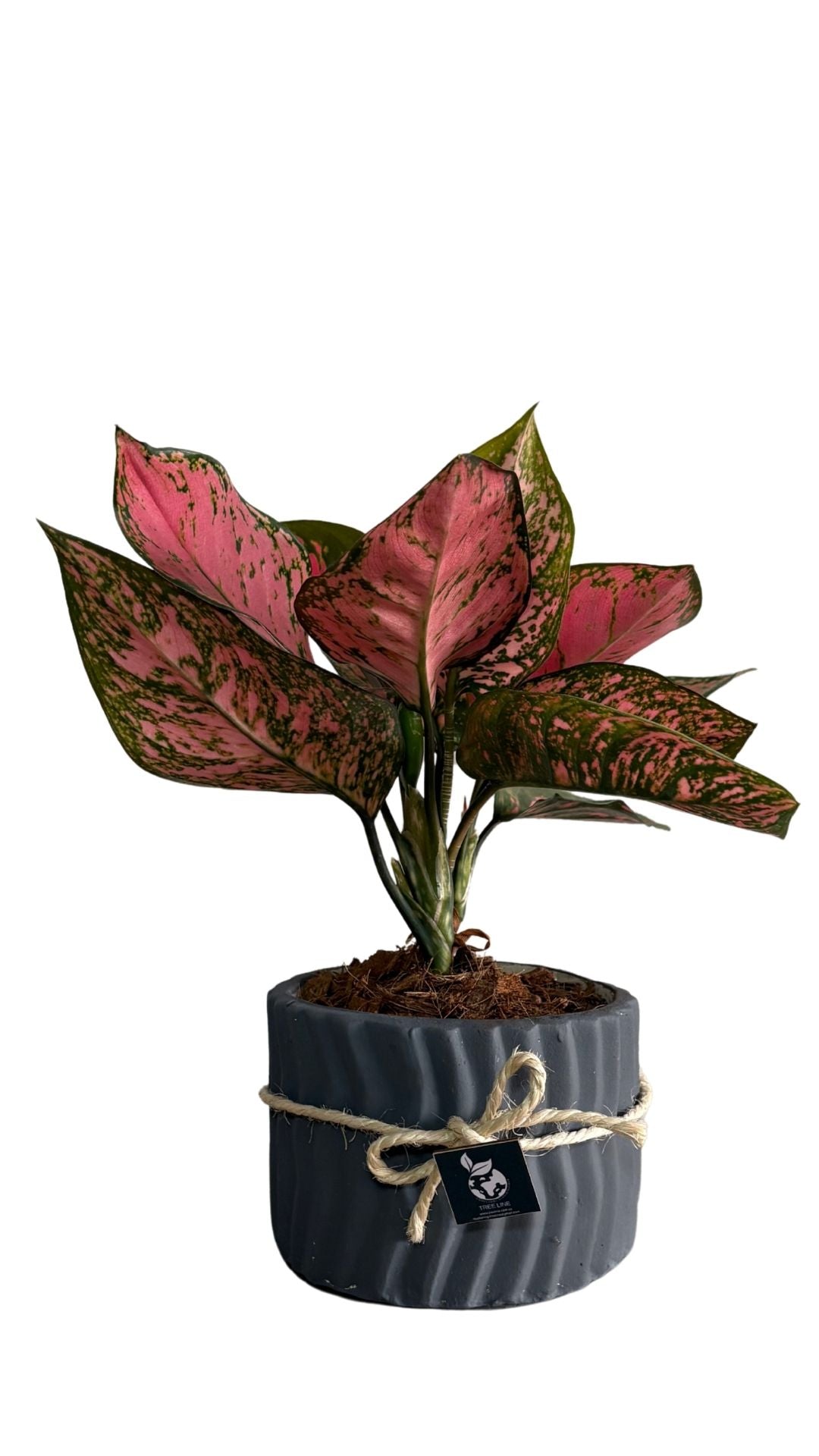 Matera Cebrada Mediana + Adelonema / Rey de corazones