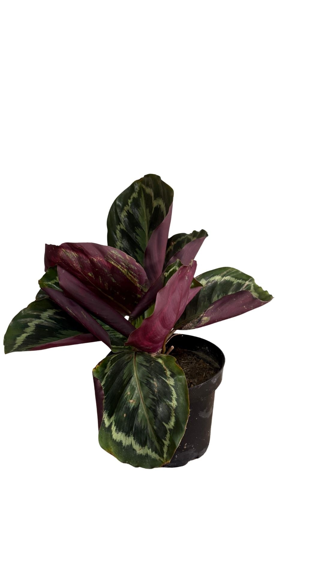 Begonia rex, Begonia rey, Begonia de hoja pintada pequeña