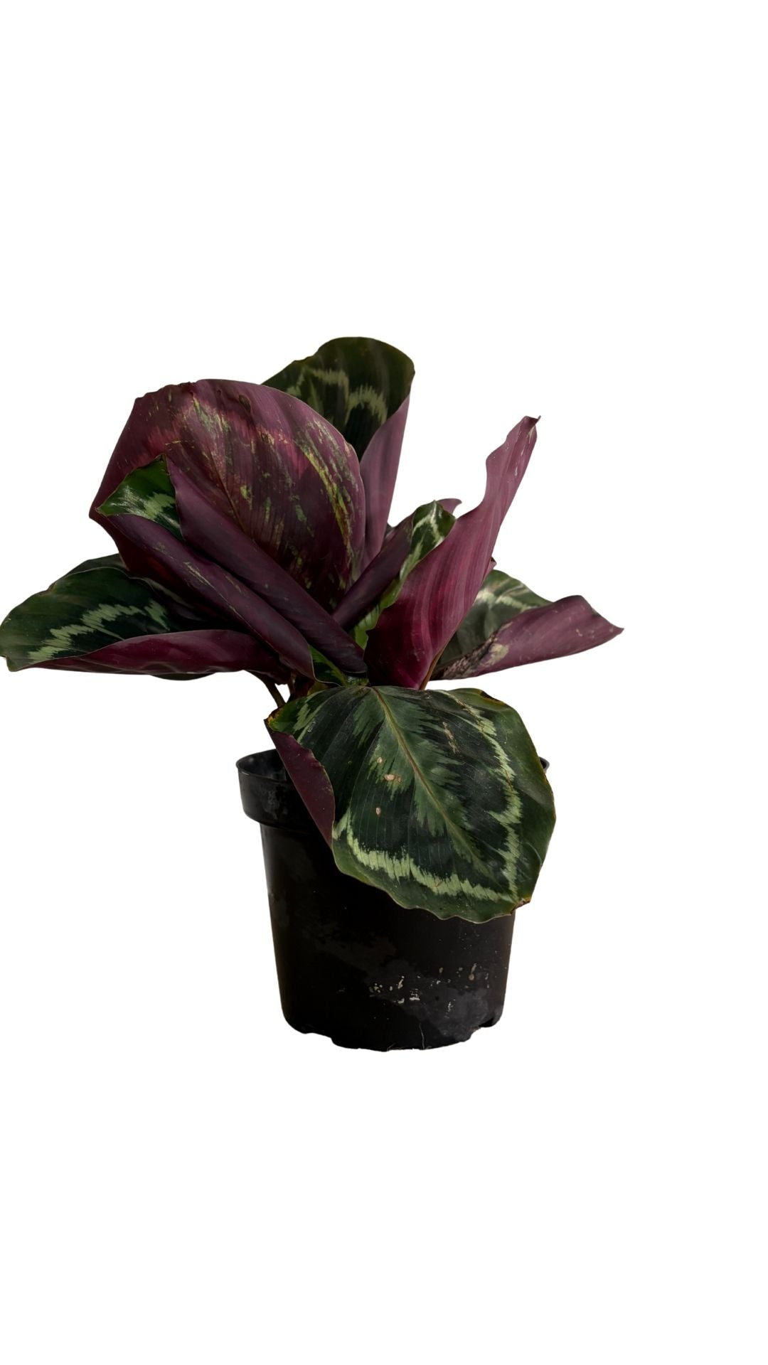 Begonia rex, Begonia rey, Begonia de hoja pintada pequeña