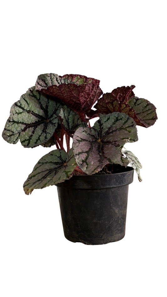 Calathea Medallon