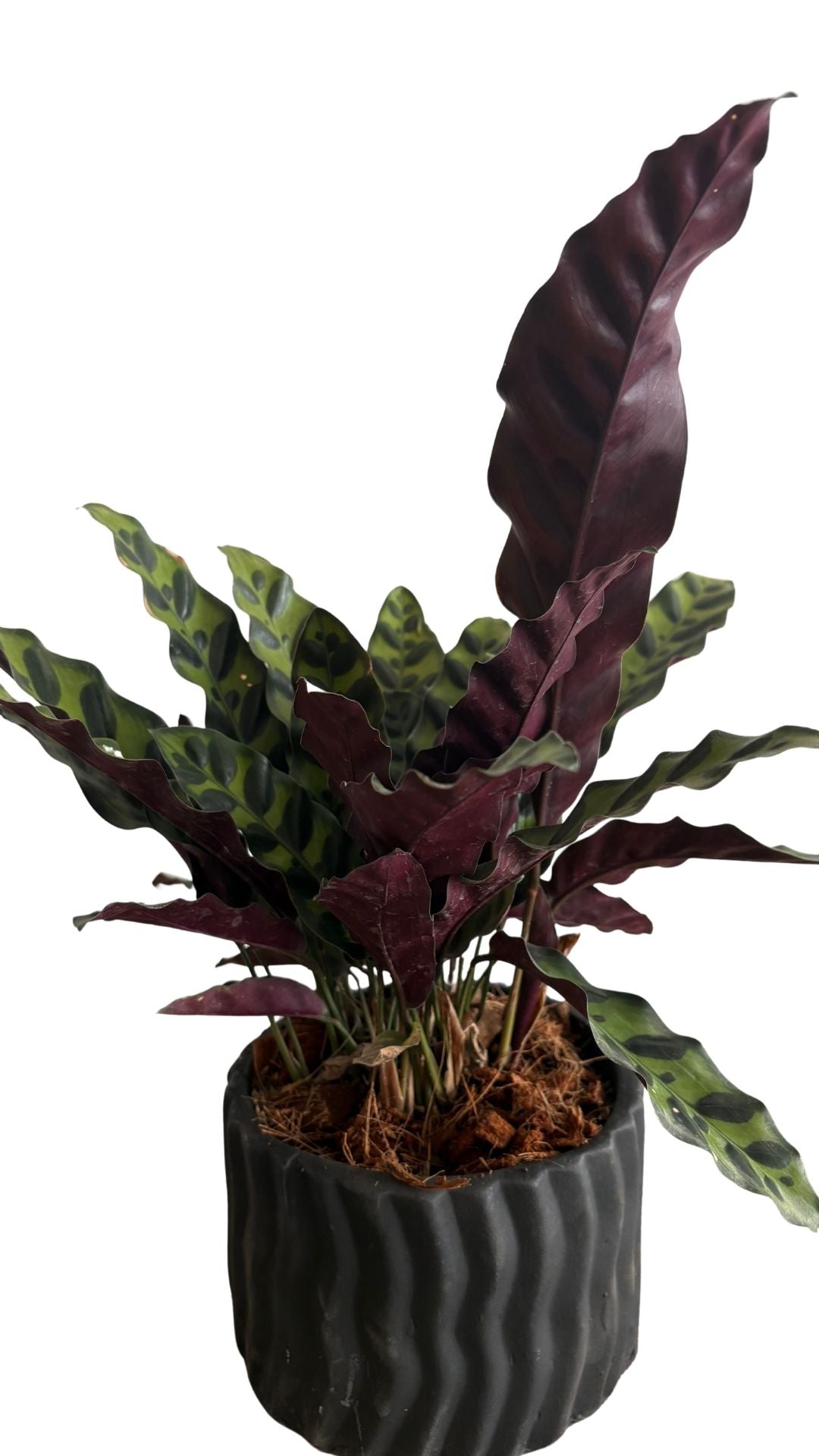 Matera Cebrada mediana + Calathea serpentina