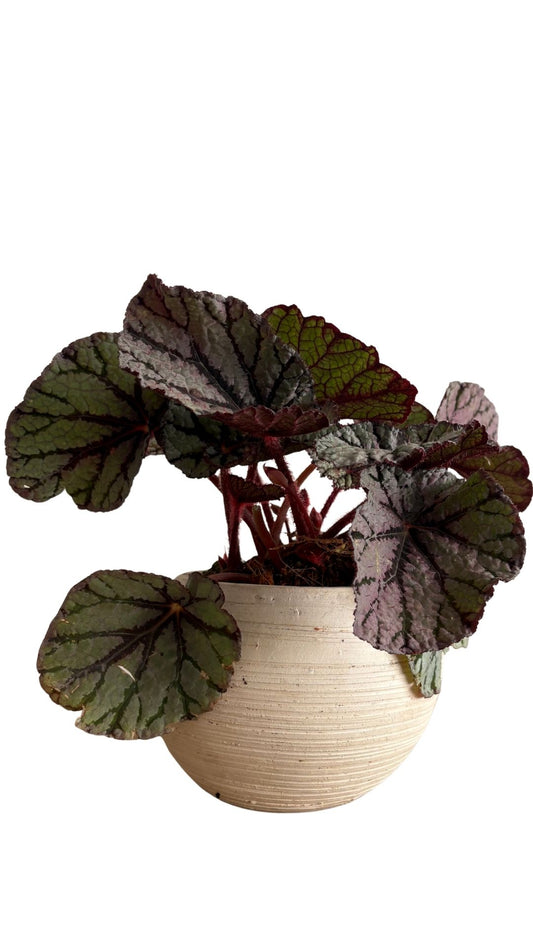 Matera Esfera mediana + Begonia rex, Begonia rey, Begonia de hoja pintada.