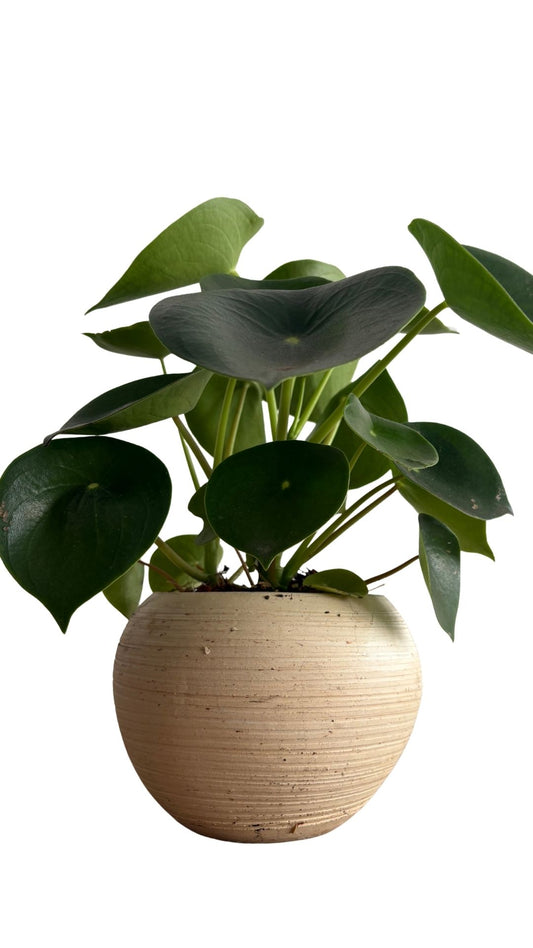 Matera Esfera mediana + Cuchara