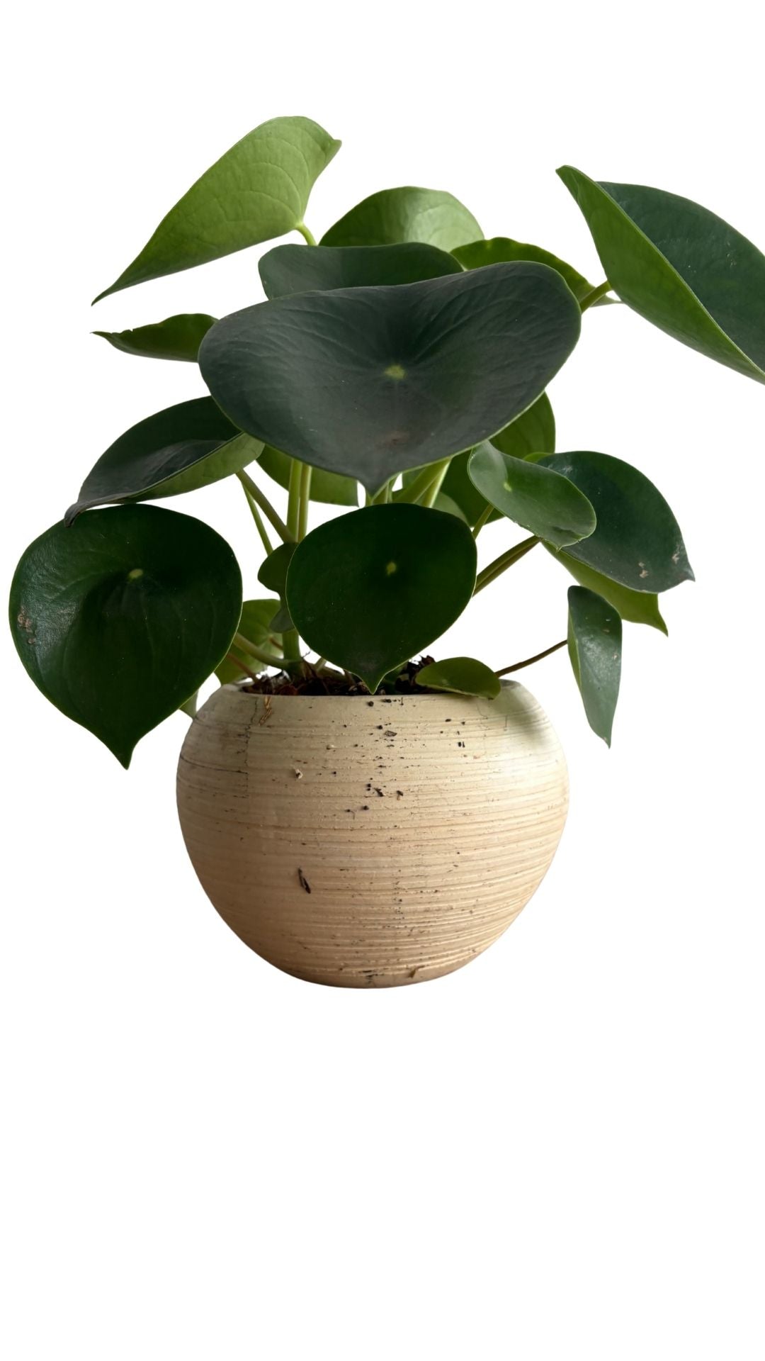 Matera Esfera mediana + Cuchara