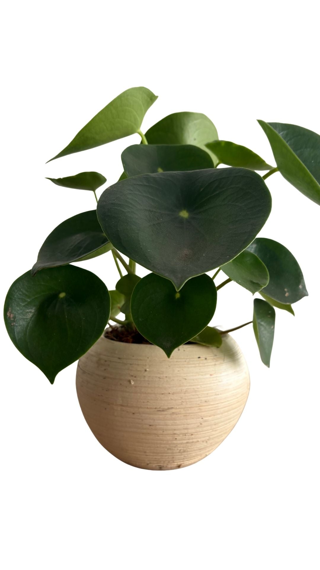 Matera Esfera mediana + Cuchara