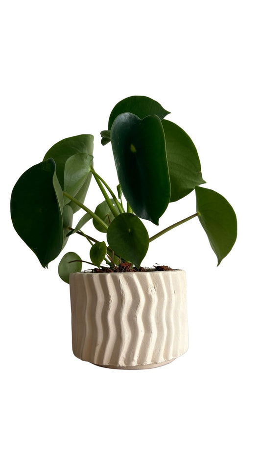 Matera Cebrada Mediana + Cuchara