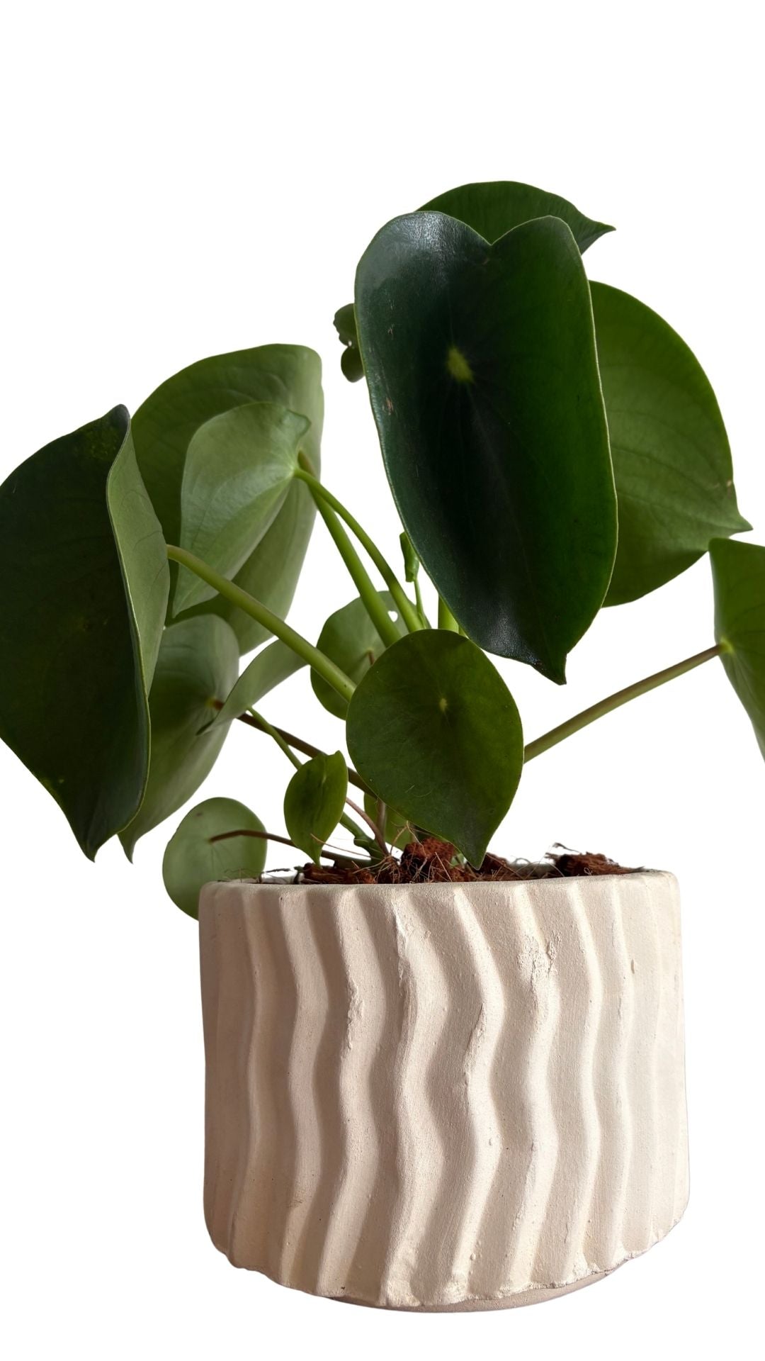 Matera Cebrada Mediana + Cuchara