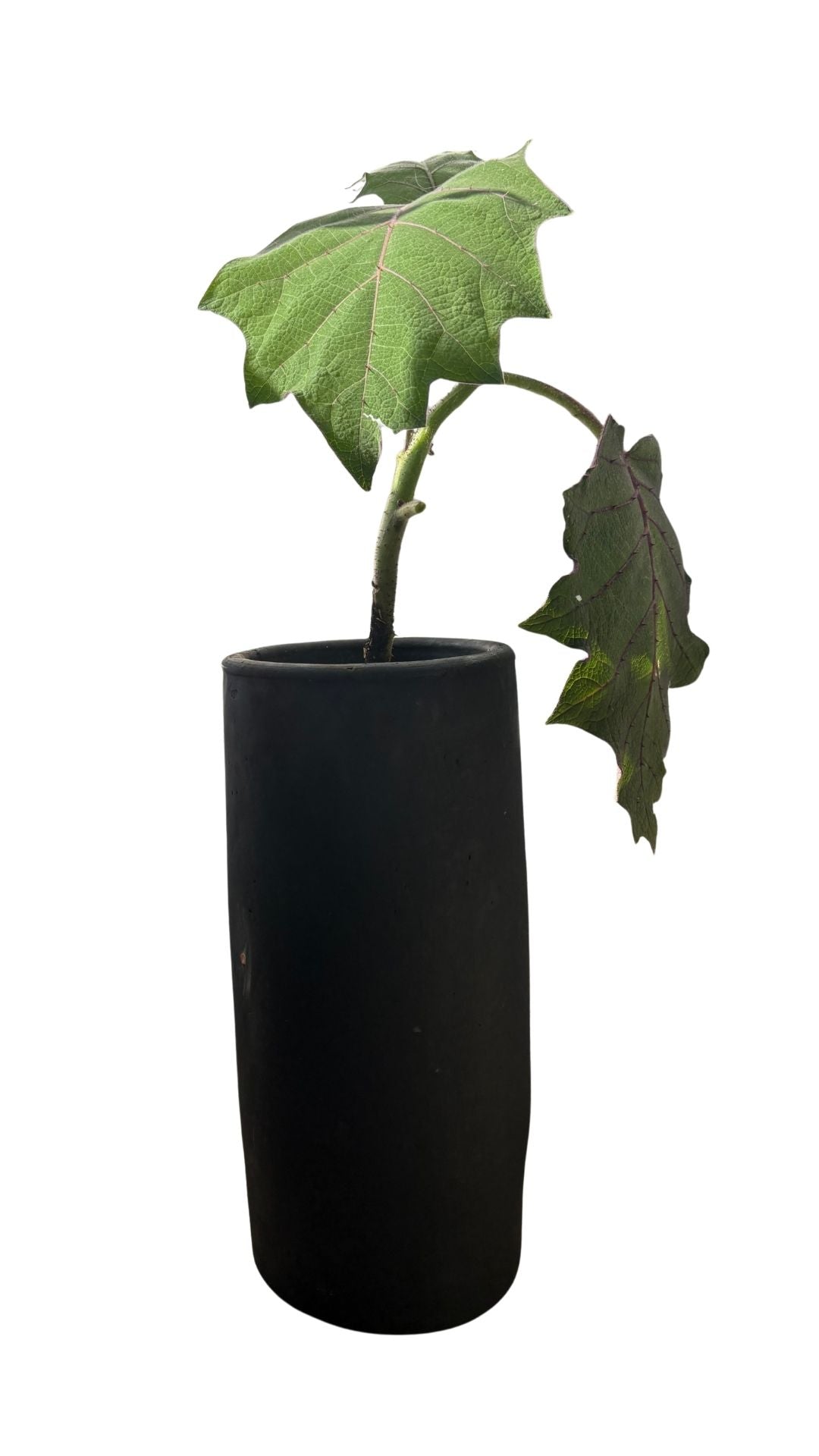 Matera Tubo Grande + Lulo