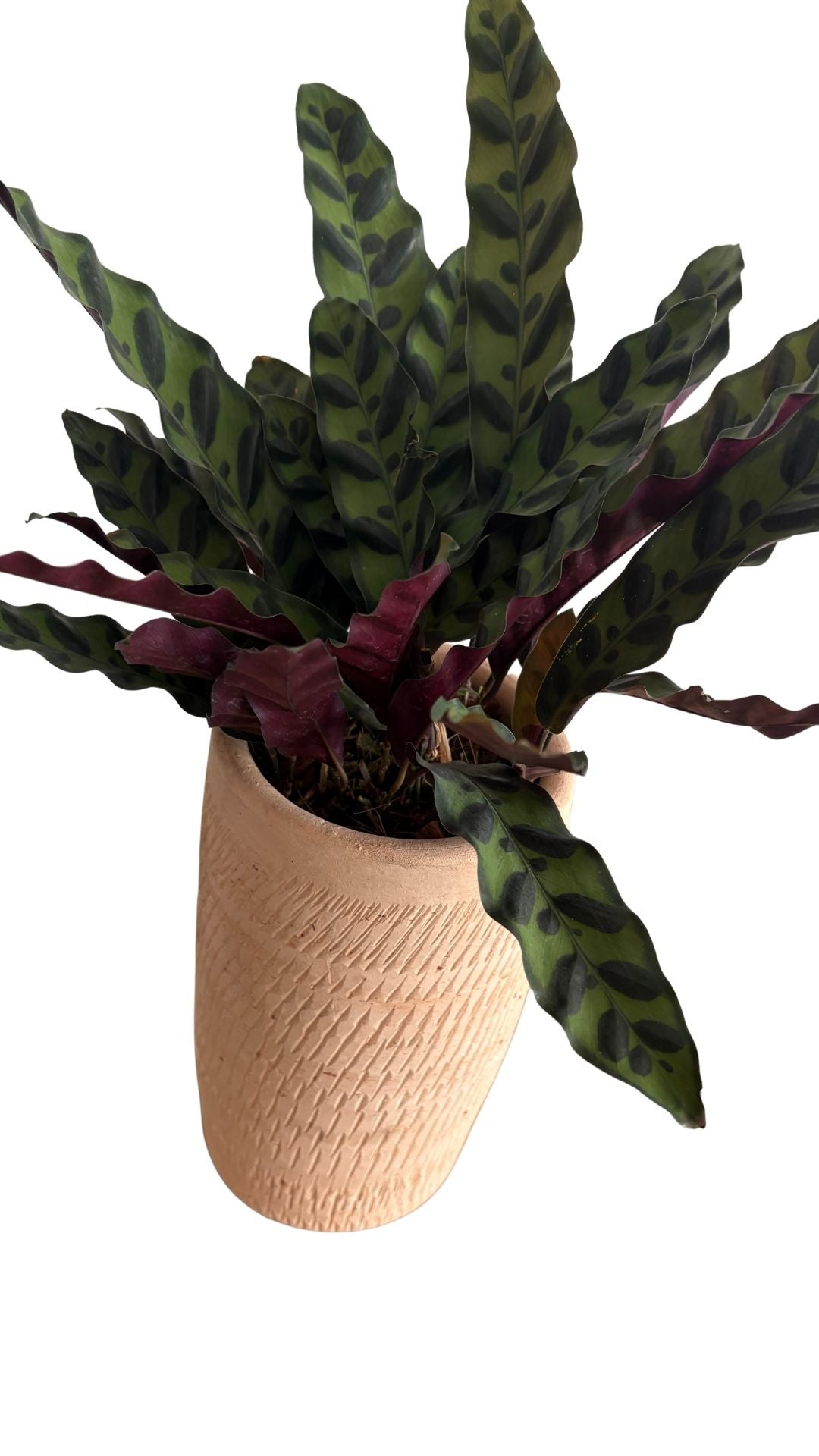 Matera Columna Pequeña + Calathea serpentina