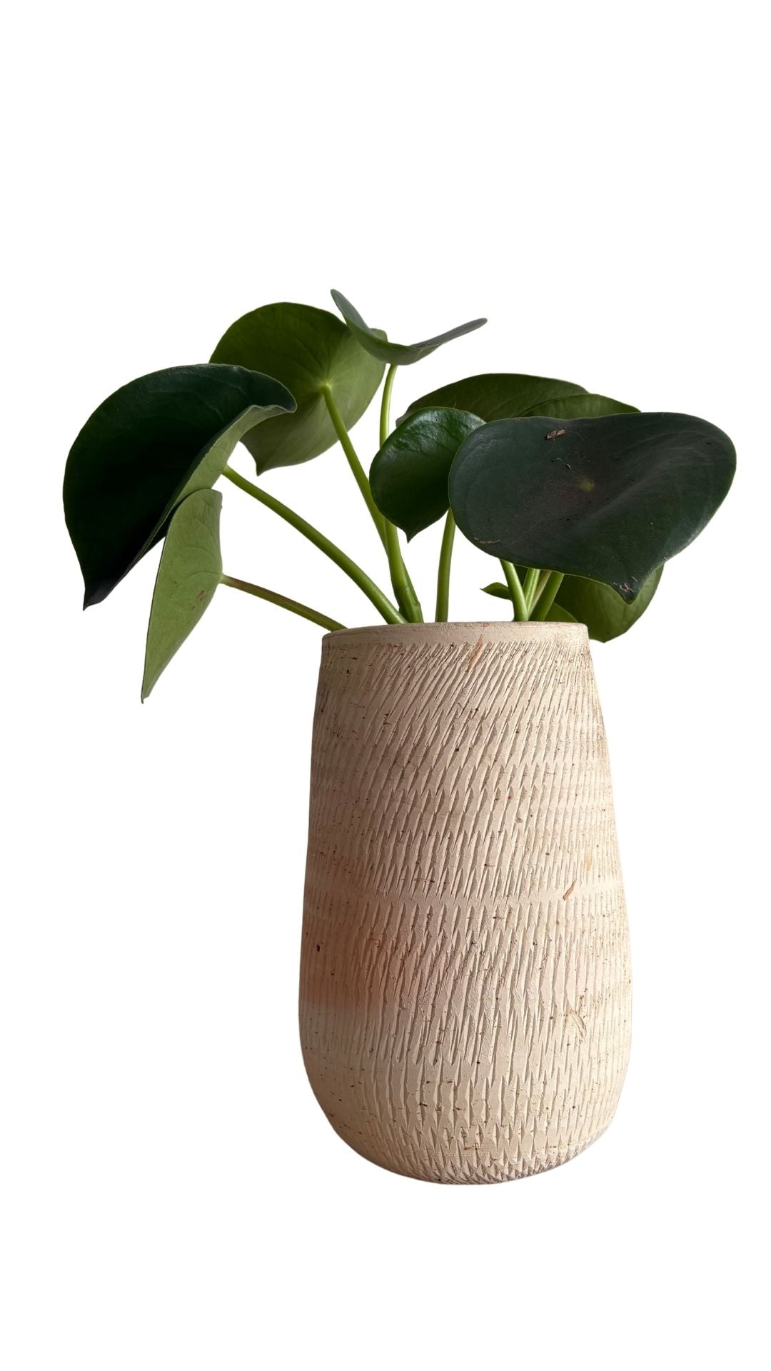 Matera Gota Larga pequeña + Cuchara