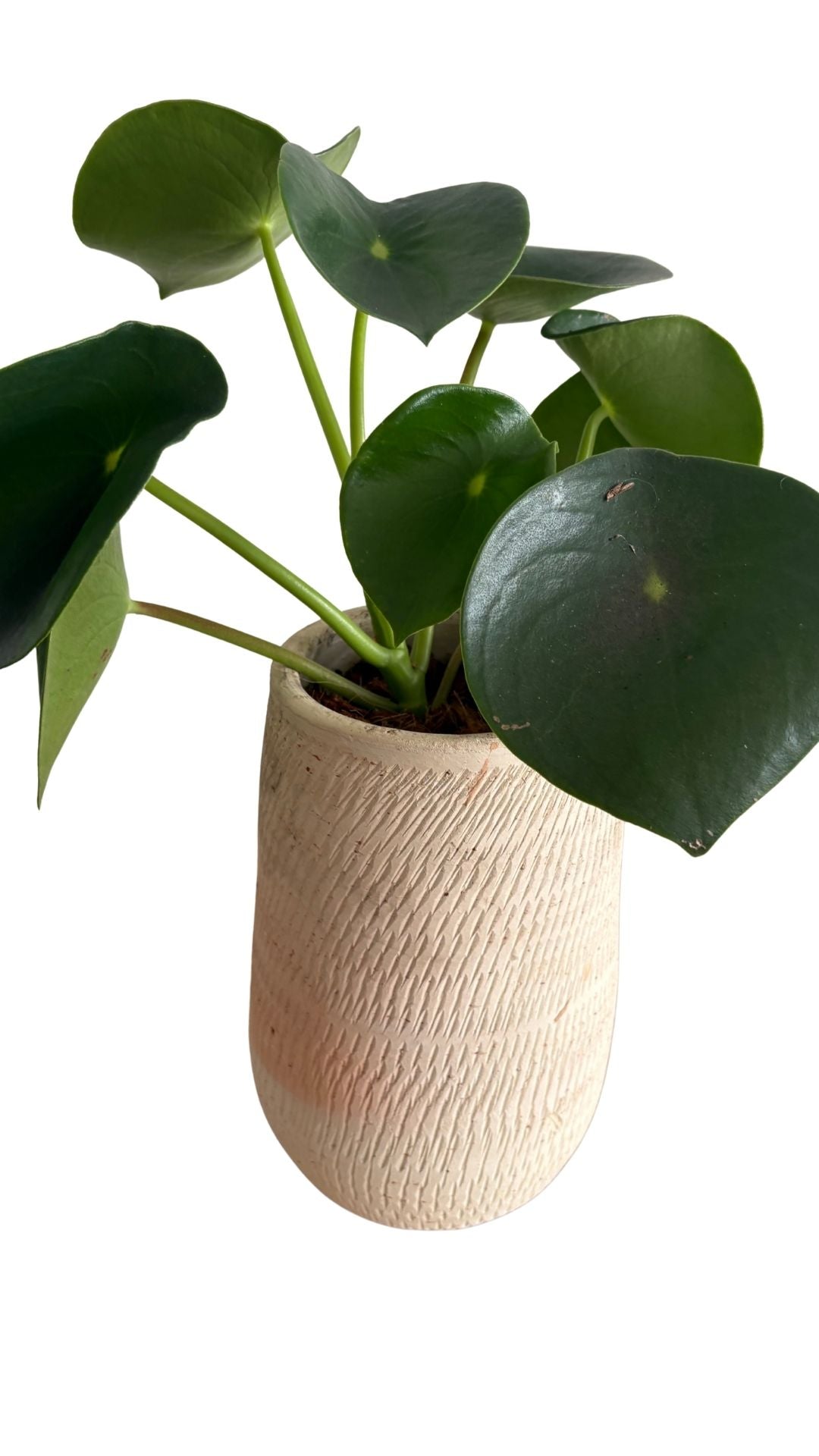 Matera Gota Larga pequeña + Cuchara