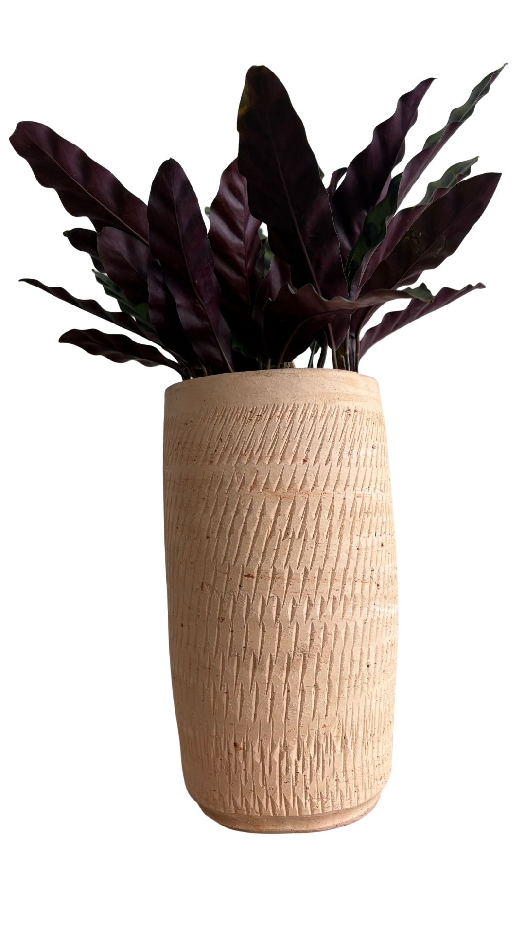 Matera Columna Pequeña + Calathea serpentina