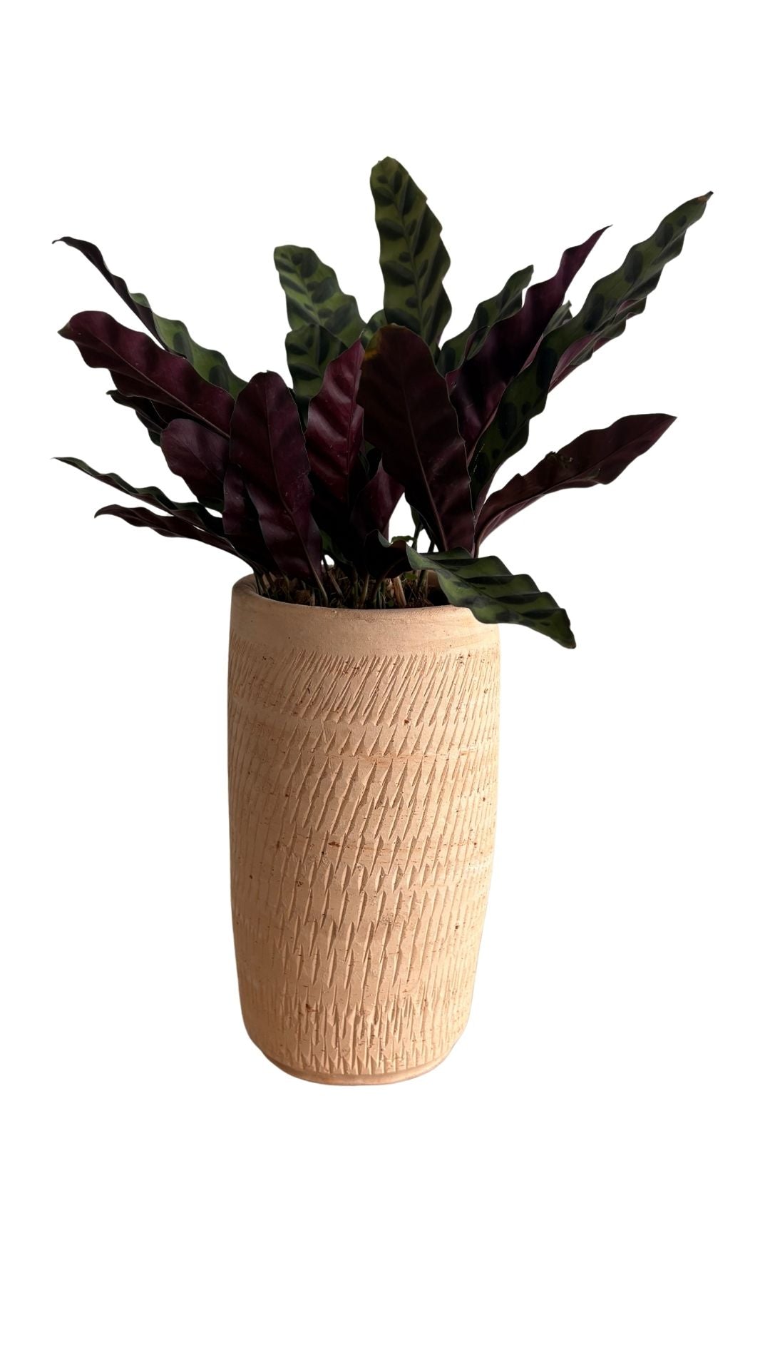 Matera Columna Pequeña + Calathea serpentina