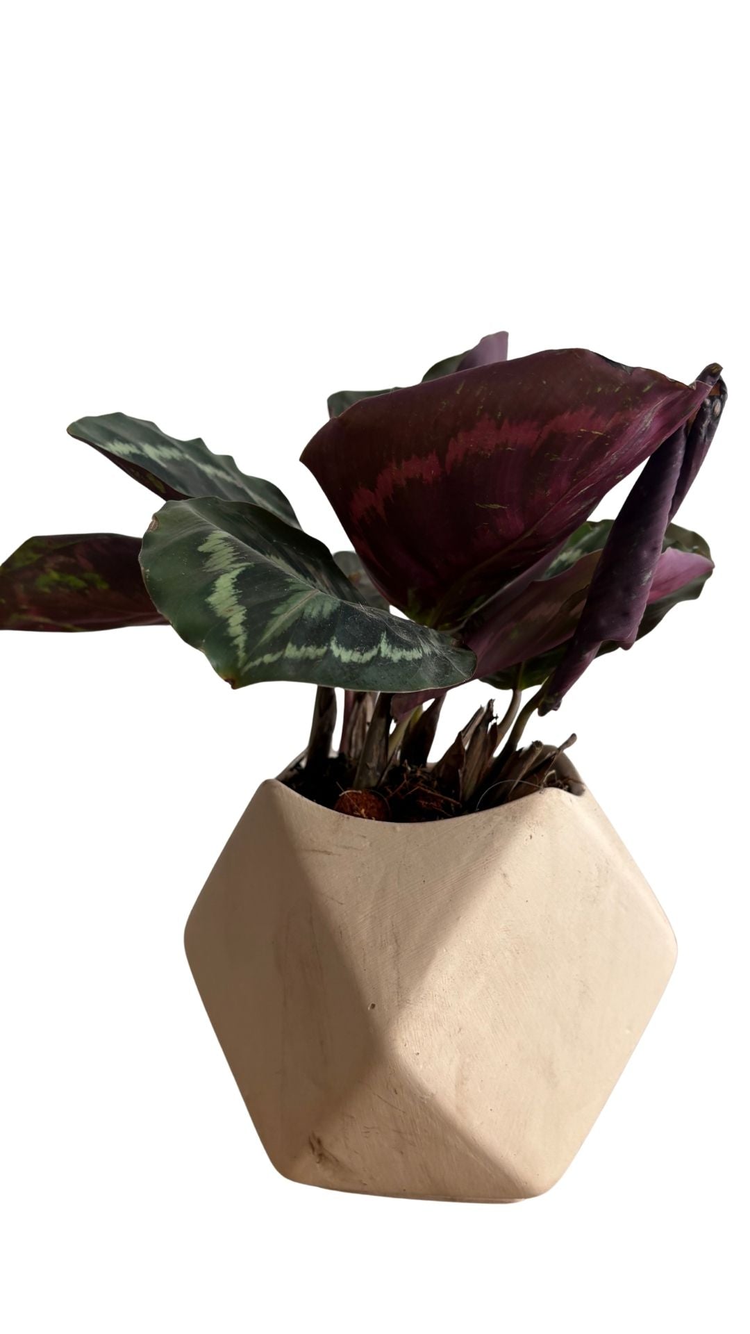 Matera Geometrica pequeña + Pink Dalmatian / Aglomeda rosada