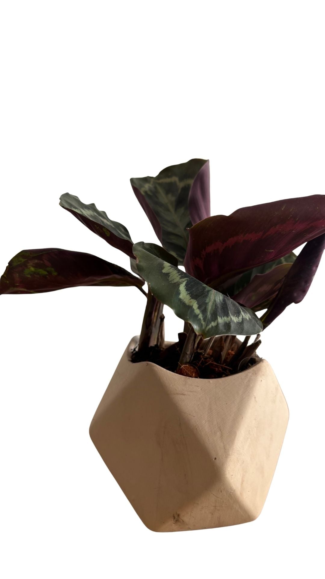 Matera Geometrica pequeña + Pink Dalmatian / Aglomeda rosada