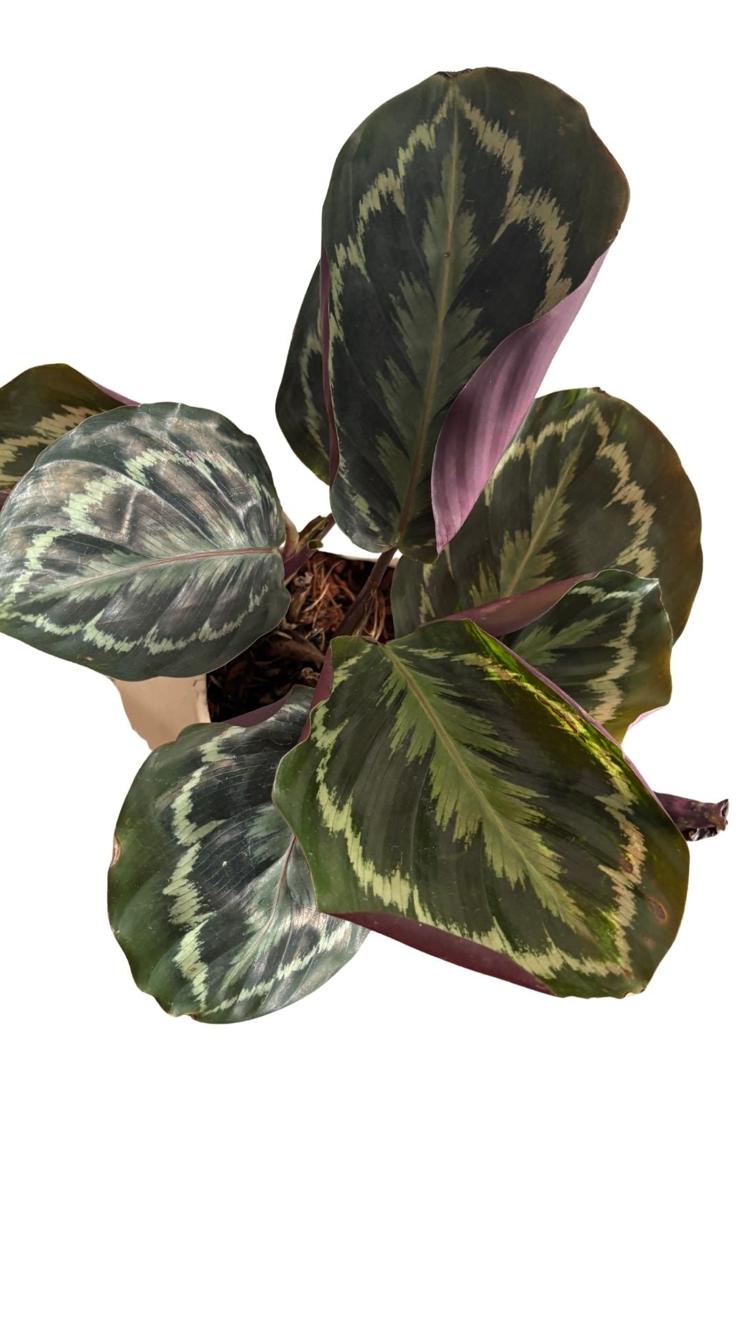 Matera Geometrica pequeña + Pink Dalmatian / Aglomeda rosada