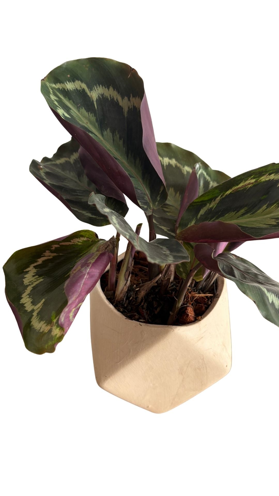 Matera Geometrica pequeña + Pink Dalmatian / Aglomeda rosada