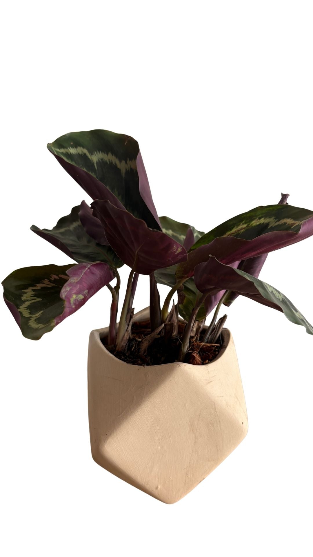 Matera Geometrica pequeña + Pink Dalmatian / Aglomeda rosada