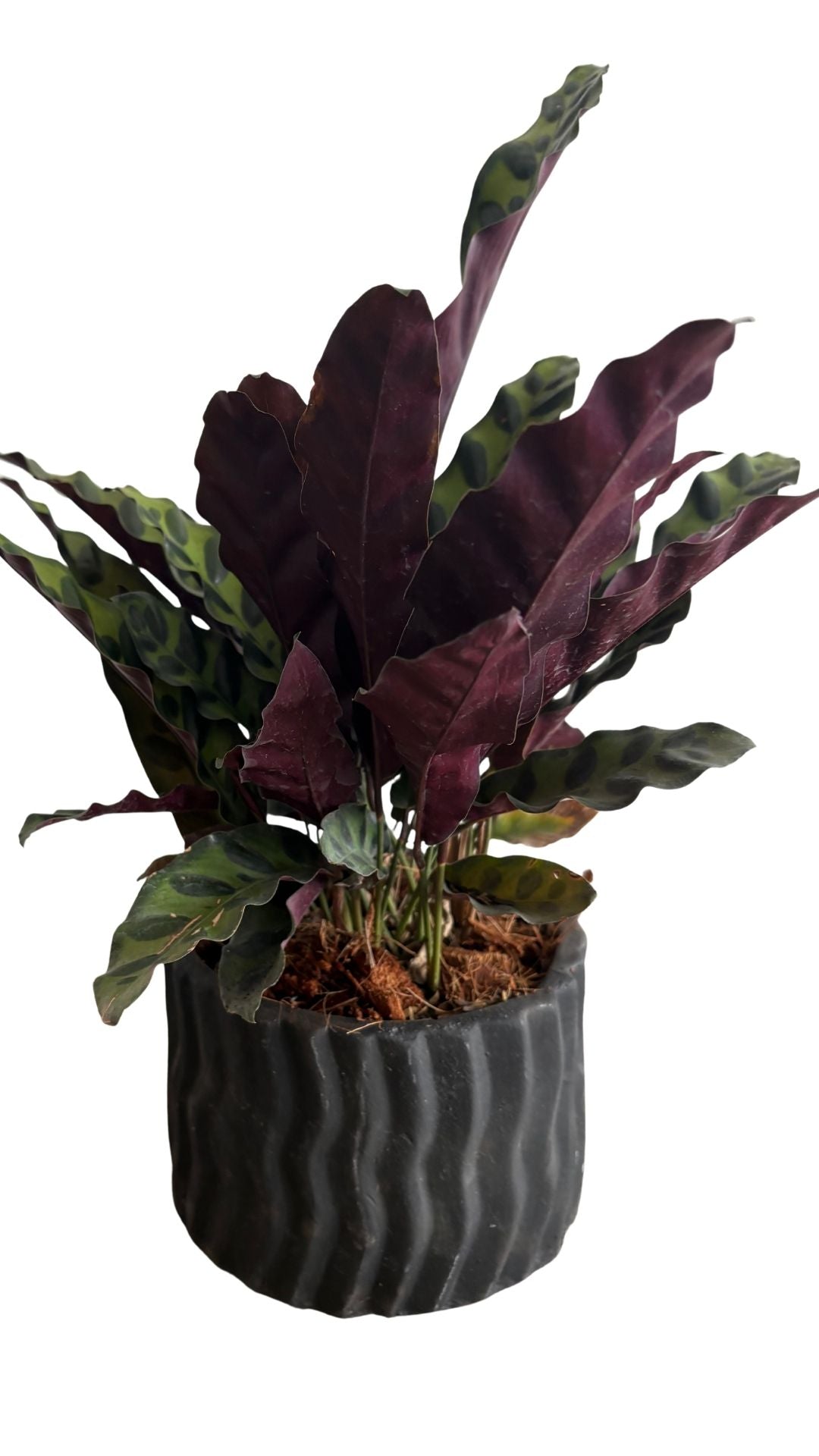 Matera Cebrada mediana + Calathea serpentina