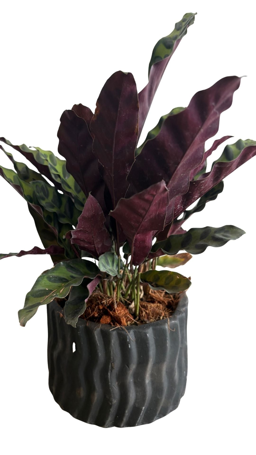 Matera Cebrada mediana + Calathea serpentina