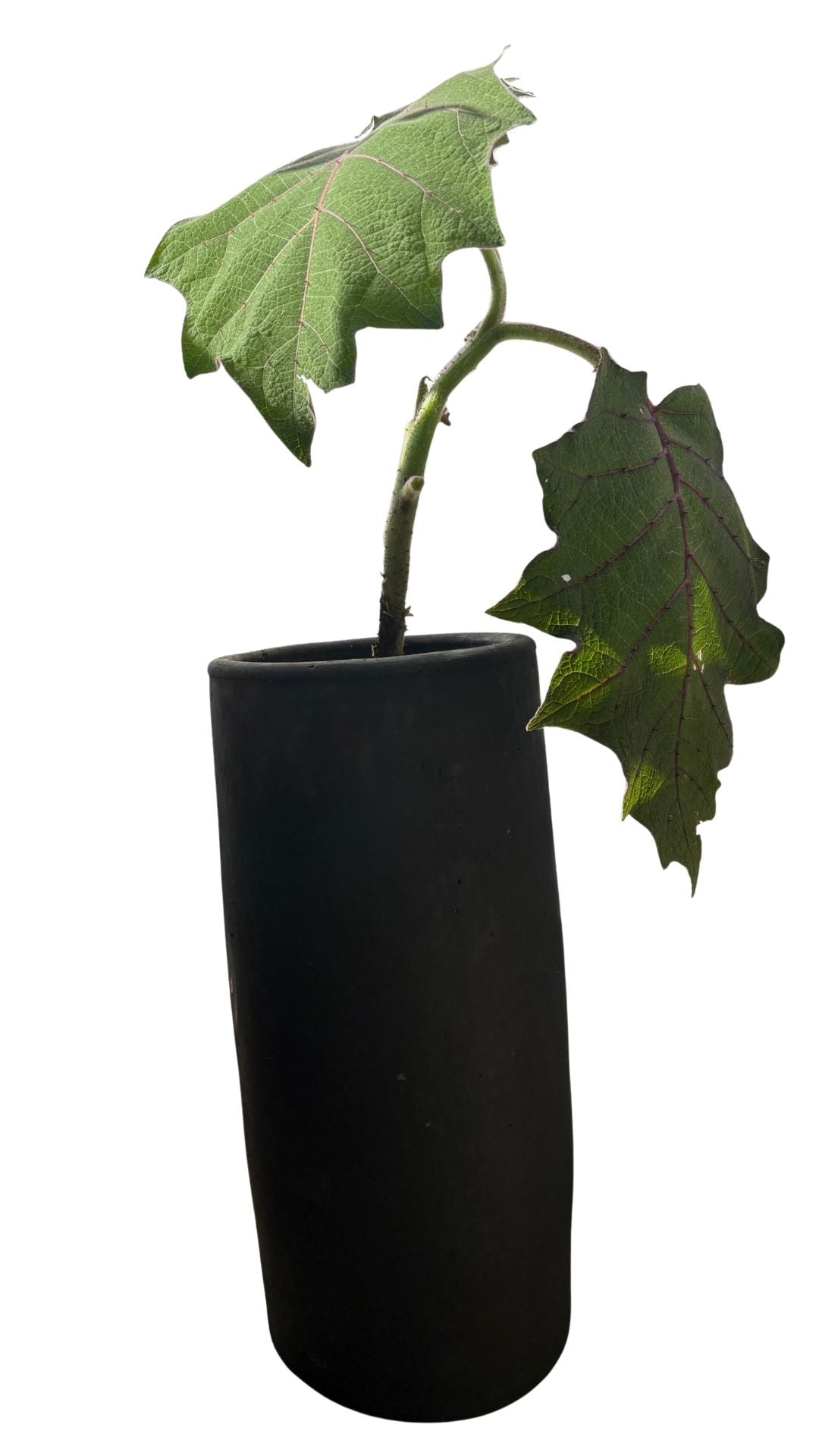 Matera Tubo Grande + Lulo