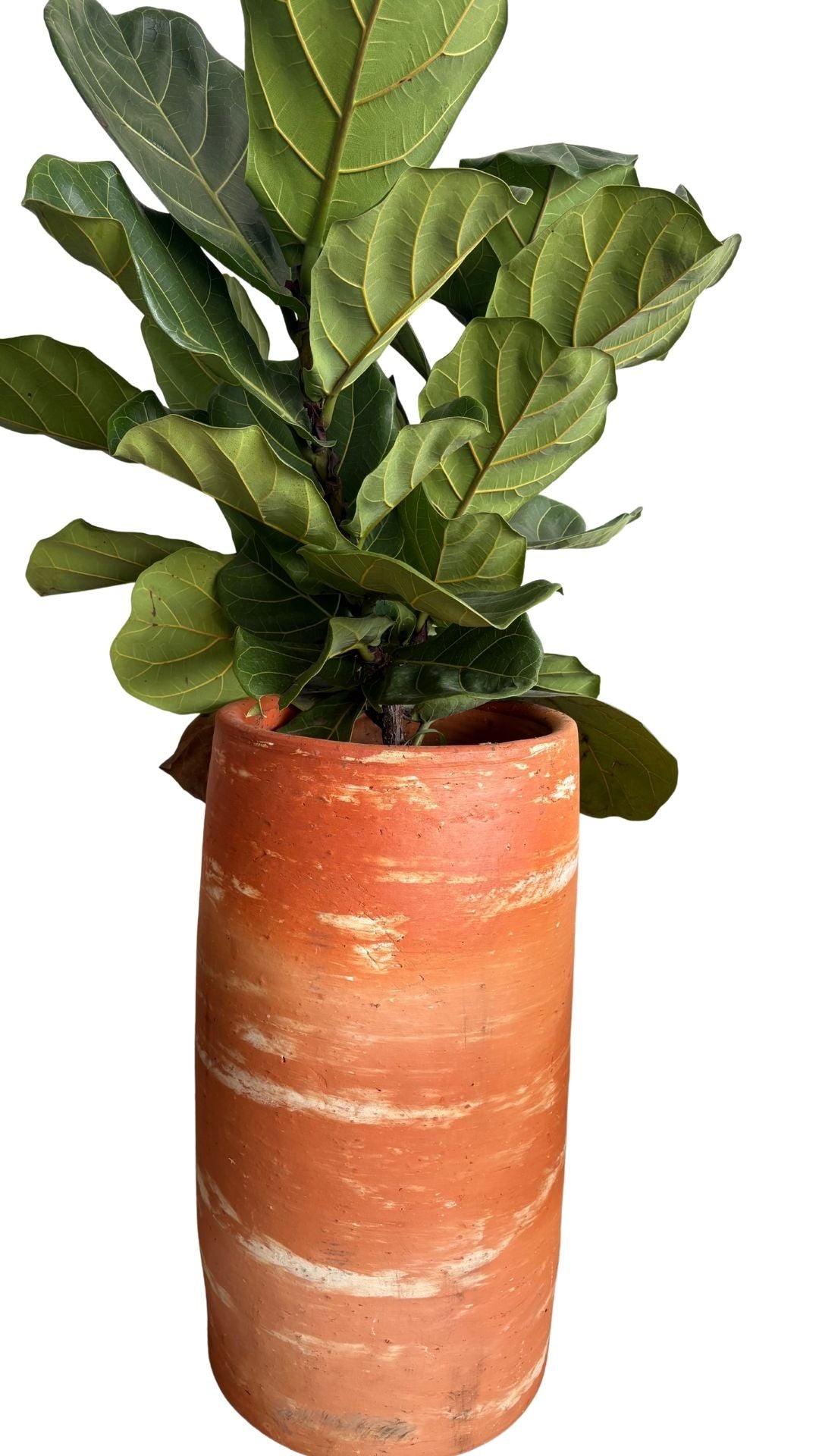 Matera tubo XL + Pandurata, ficus lira