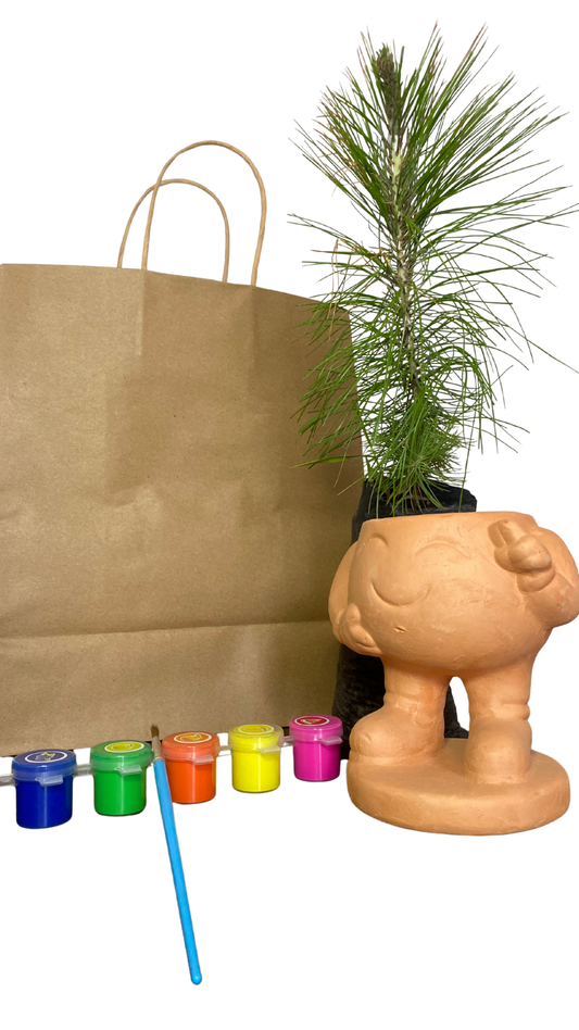 Matera Cafétens pequeña + Pino Cipres - Kit Niños