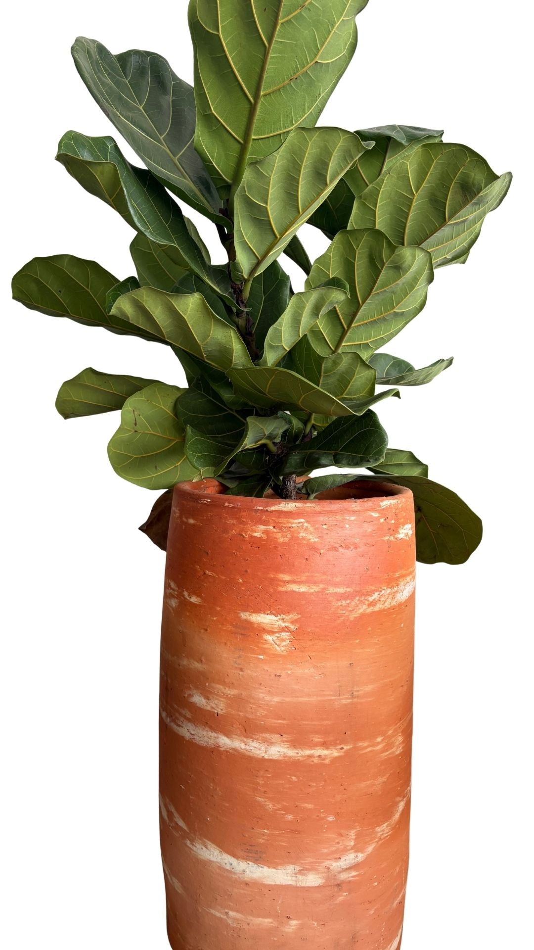 Matera tubo XL + Pandurata, ficus lira