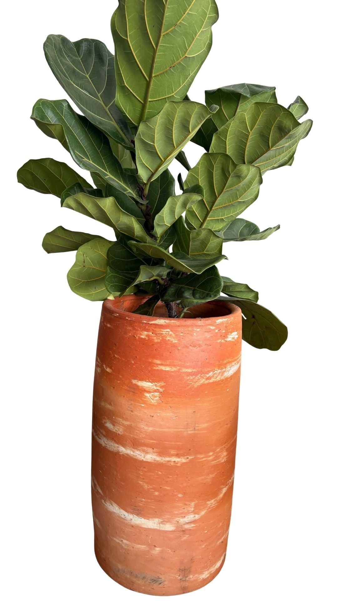 Matera tubo XL + Pandurata, ficus lira
