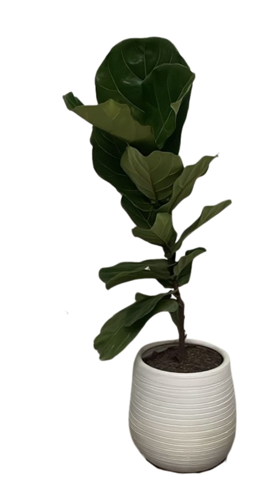 Matera Gota grande + Pandurata, ficus lira, higuera de hojas de violín