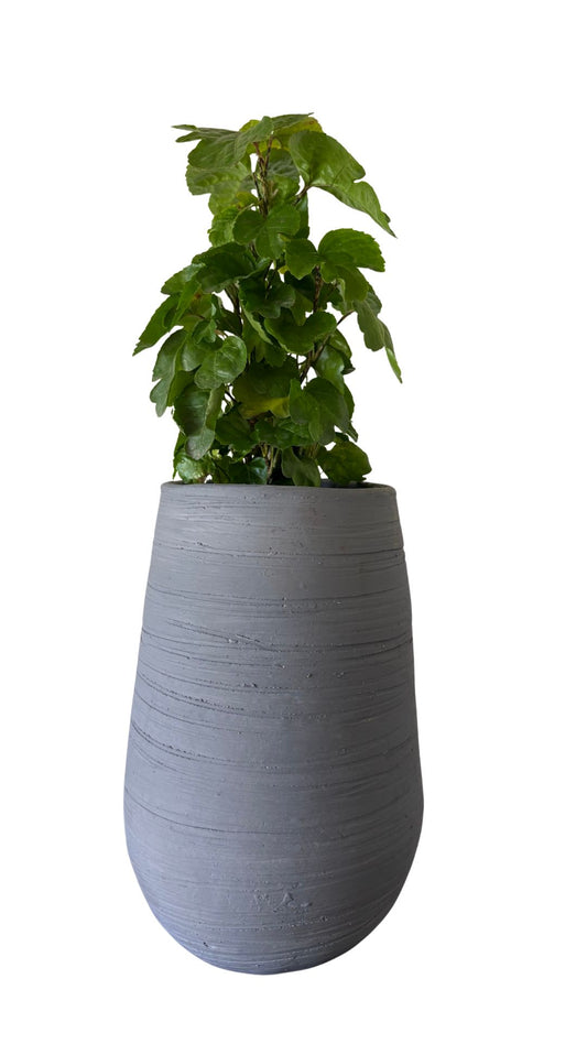 Matera Gota Larga pequeña + Millonaria