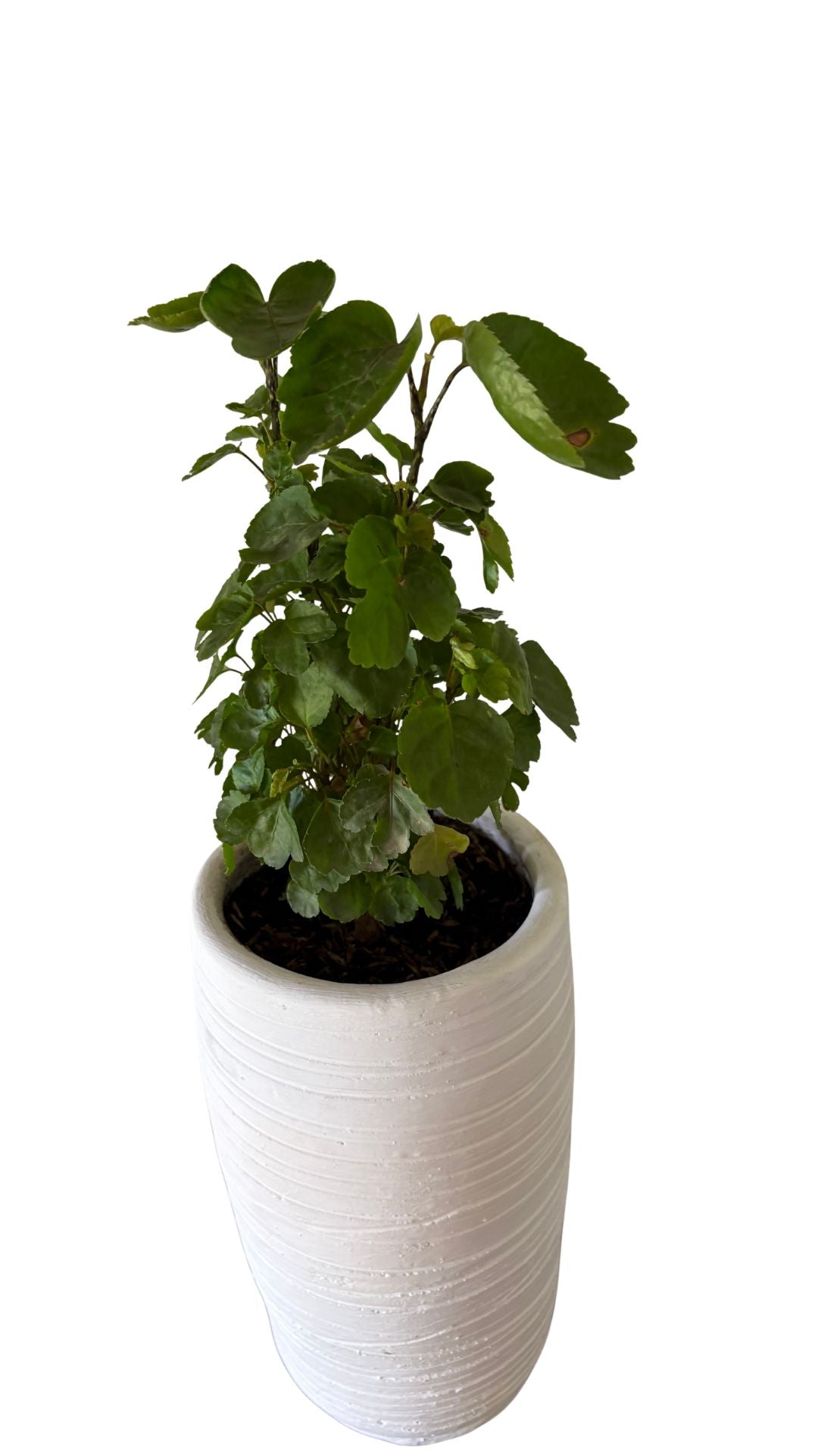 Matera Columna pequeña + Millonaria