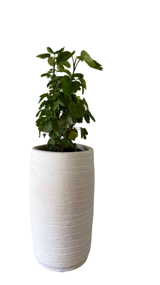 Matera Columna pequeña + Millonaria