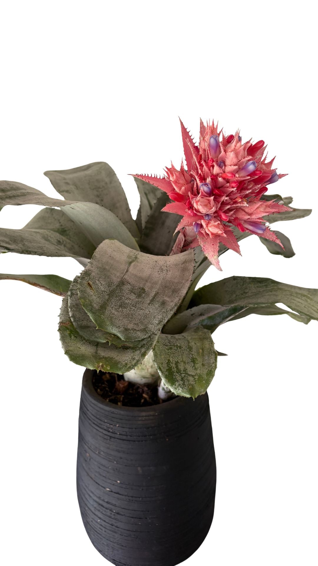 Matera Gota Larga Mediana + Bromelia