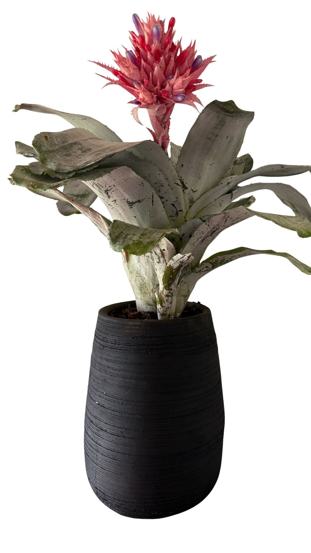 Matera Gota Larga Mediana + Bromelia