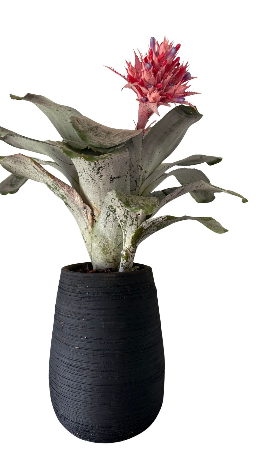 Matera Gota Larga Mediana + Bromelia