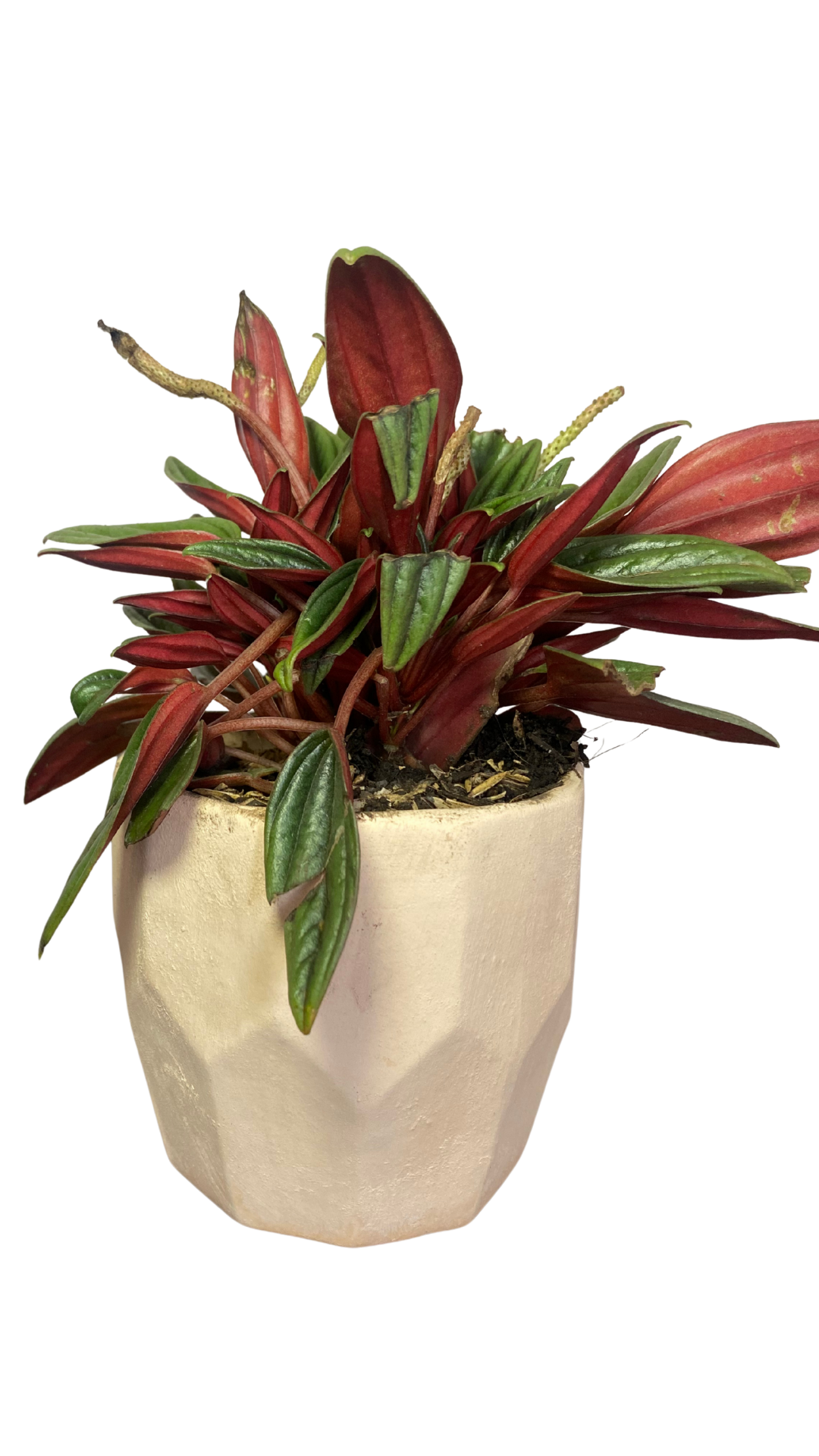 Matera Piña pequeña + Planta velita