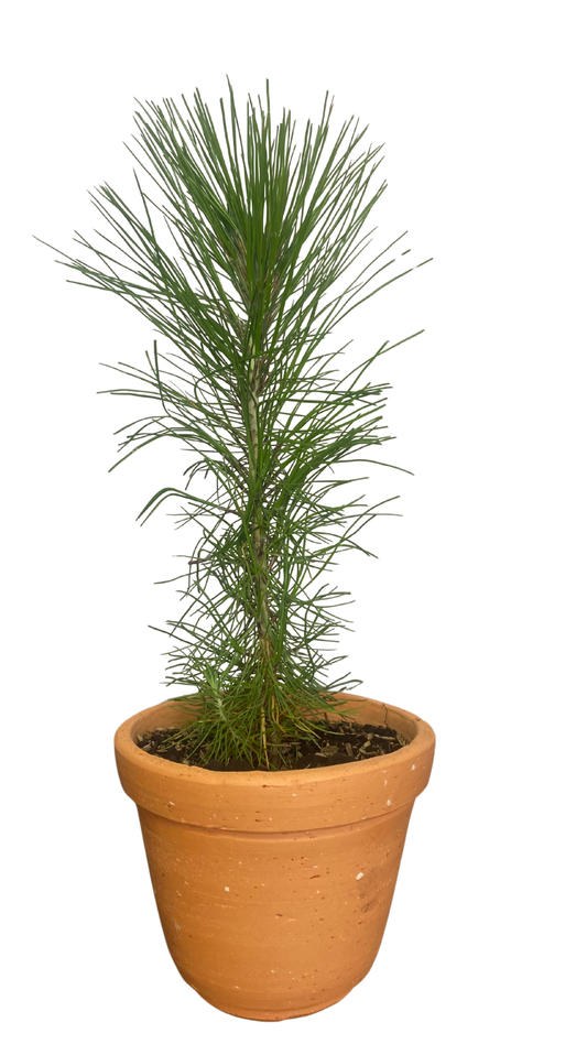 Matera campana mediana + Pino patula