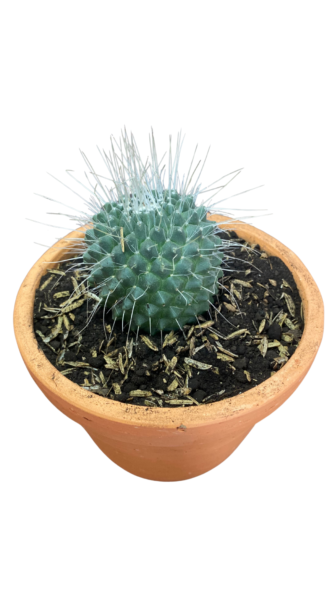 Matera campana mediana + Cactus / Suculentas