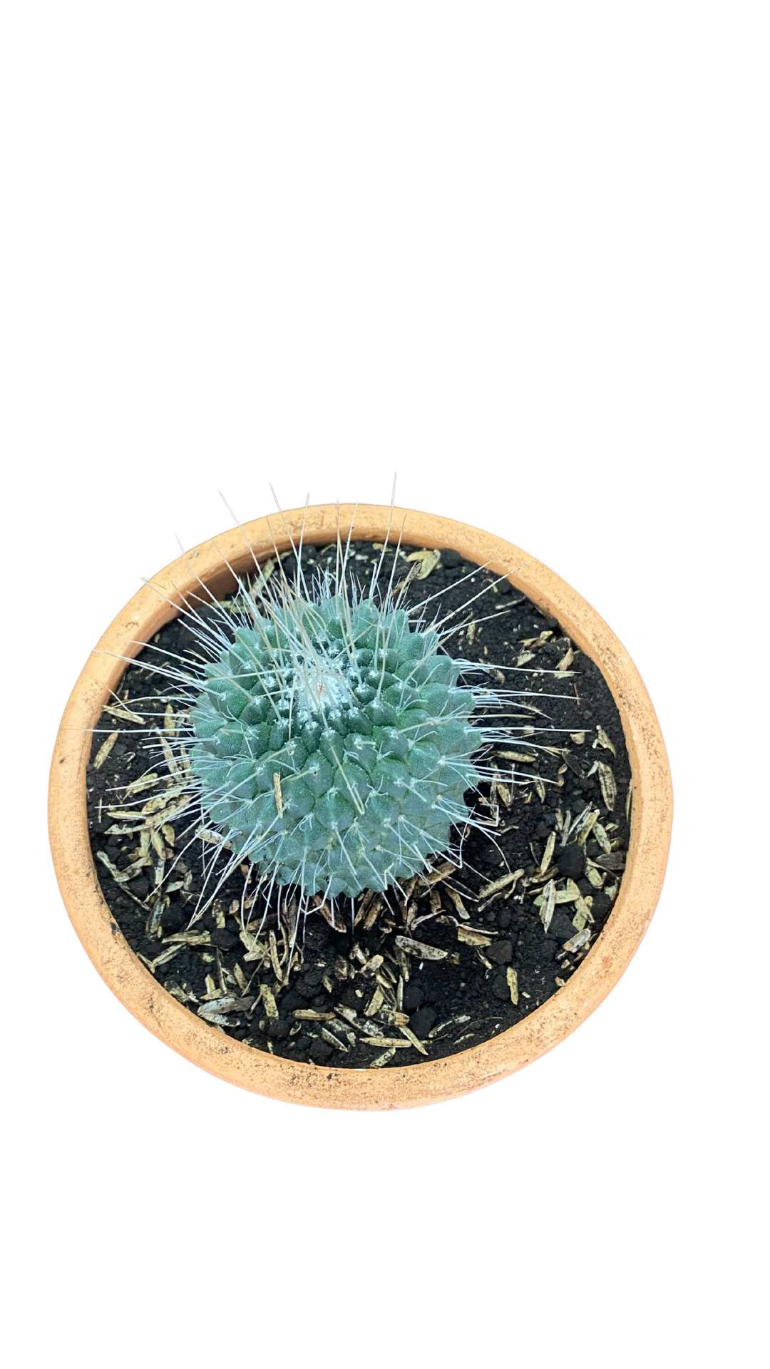 Matera campana mediana + Cactus / Suculentas