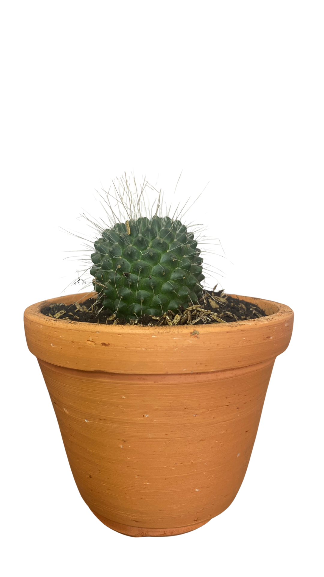 Matera campana mediana + Cactus / Suculentas