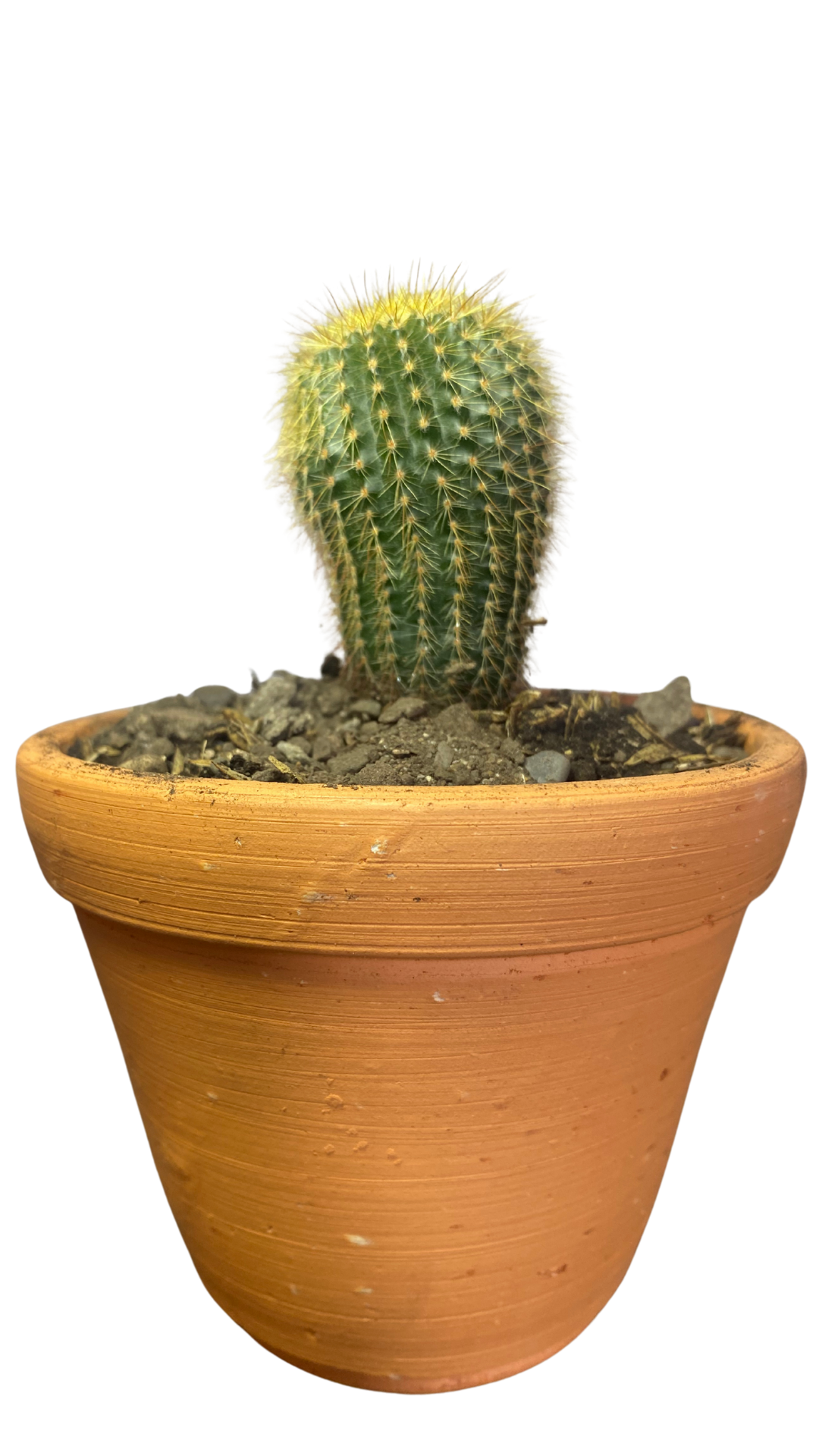 Matera campana mediana + Cactus / Suculentas