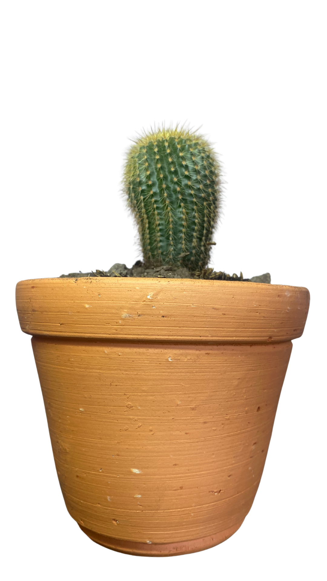 Matera campana mediana + Cactus / Suculentas