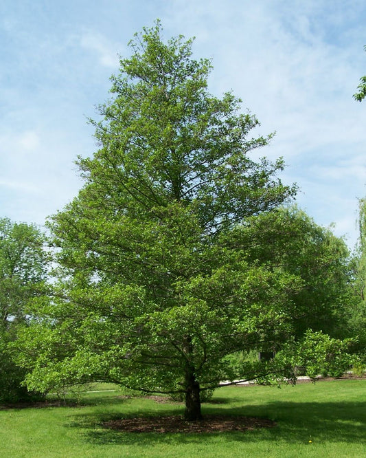 1 árbol - 1 año