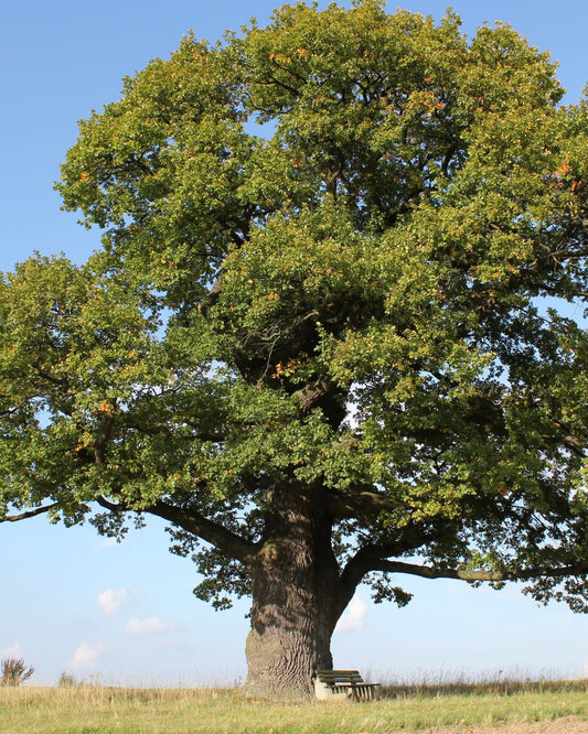 10 árboles - 10 años