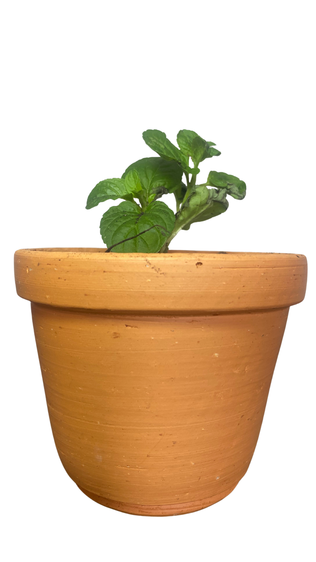 Matera campana mediana + Planta Aromáticas