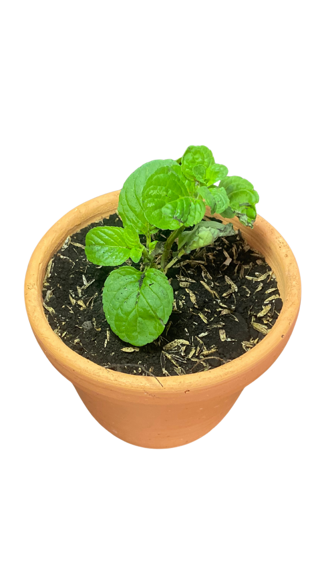 Matera campana mediana + Planta Aromáticas