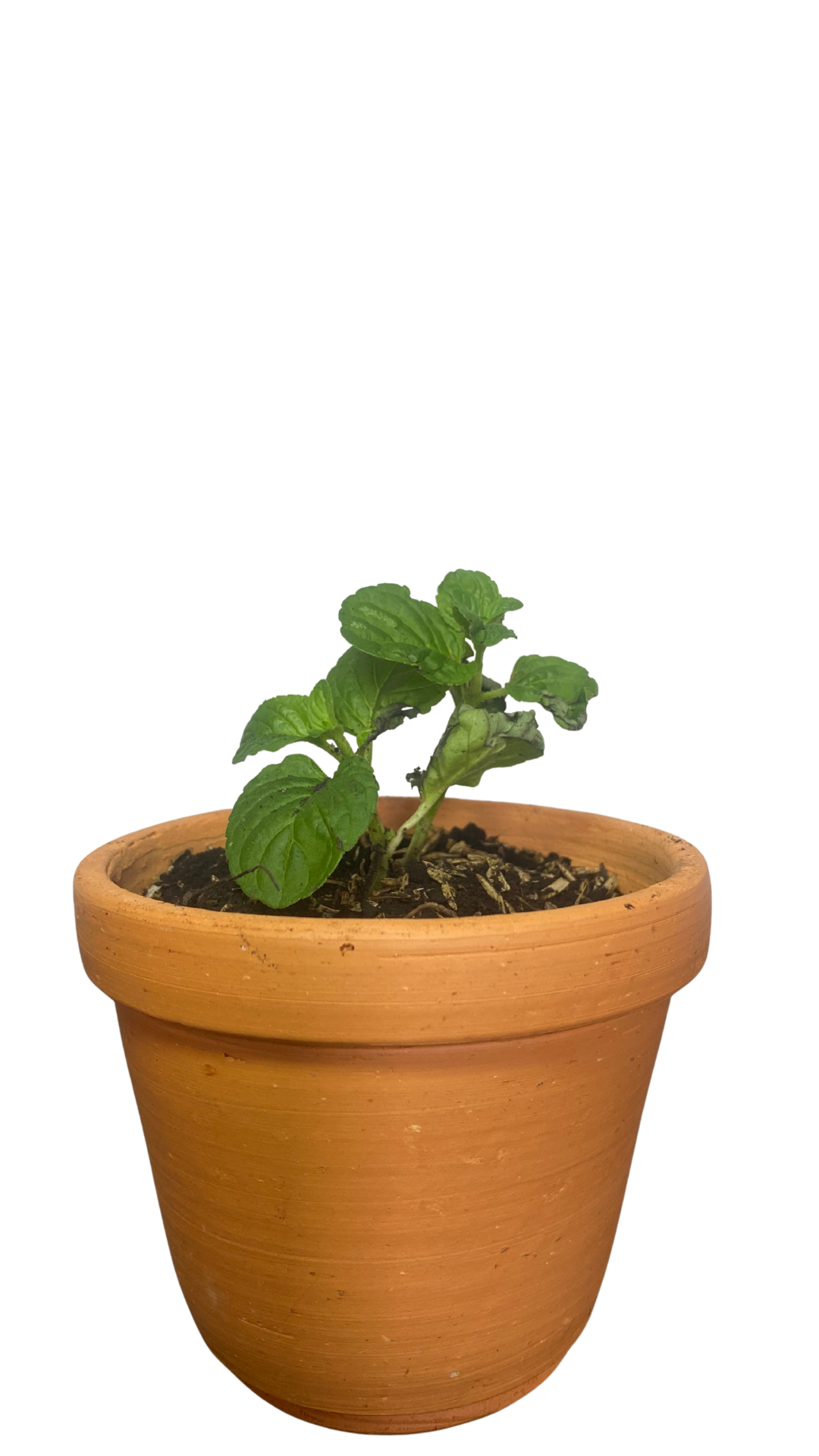 Matera campana mediana + Planta Aromáticas