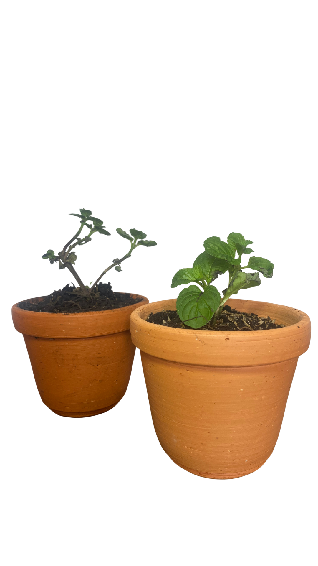 Matera campana mediana + Planta Aromáticas